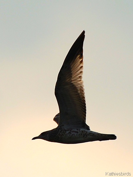 4. Juvenile Herring gull-kab