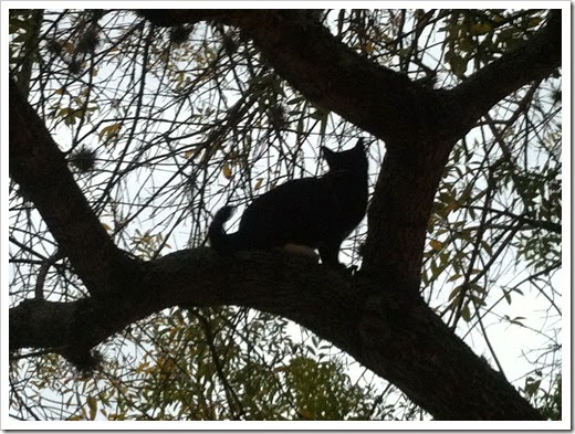 Lady Tuxedo Cat Goes Hunting