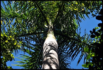 18c - Royal Palm