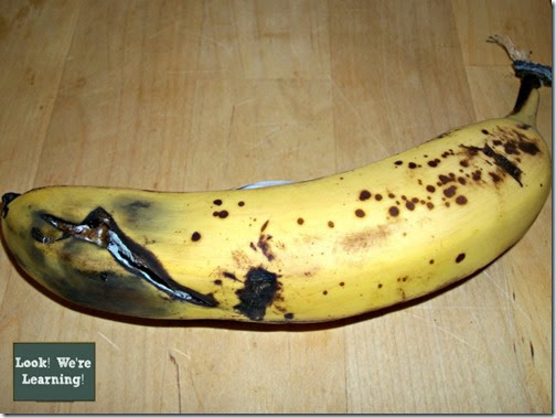 Investigating Decomposition #science #Homeschool #education Investigating Decomposition #science #Homeschool #education