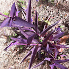 Purple heart plant