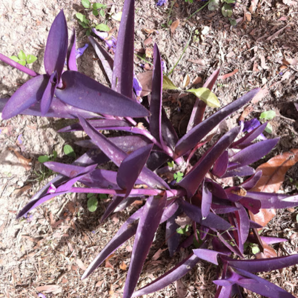 Purple heart plant Project Noah