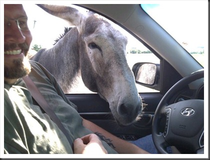 burro_in_the_car