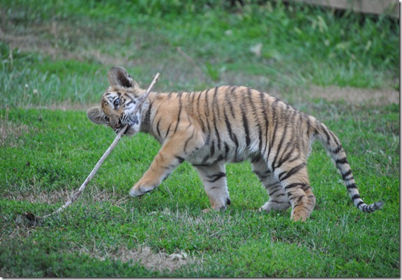Tiger Zoo 054
