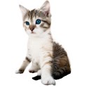 Kitty Cat Live Wallpaper