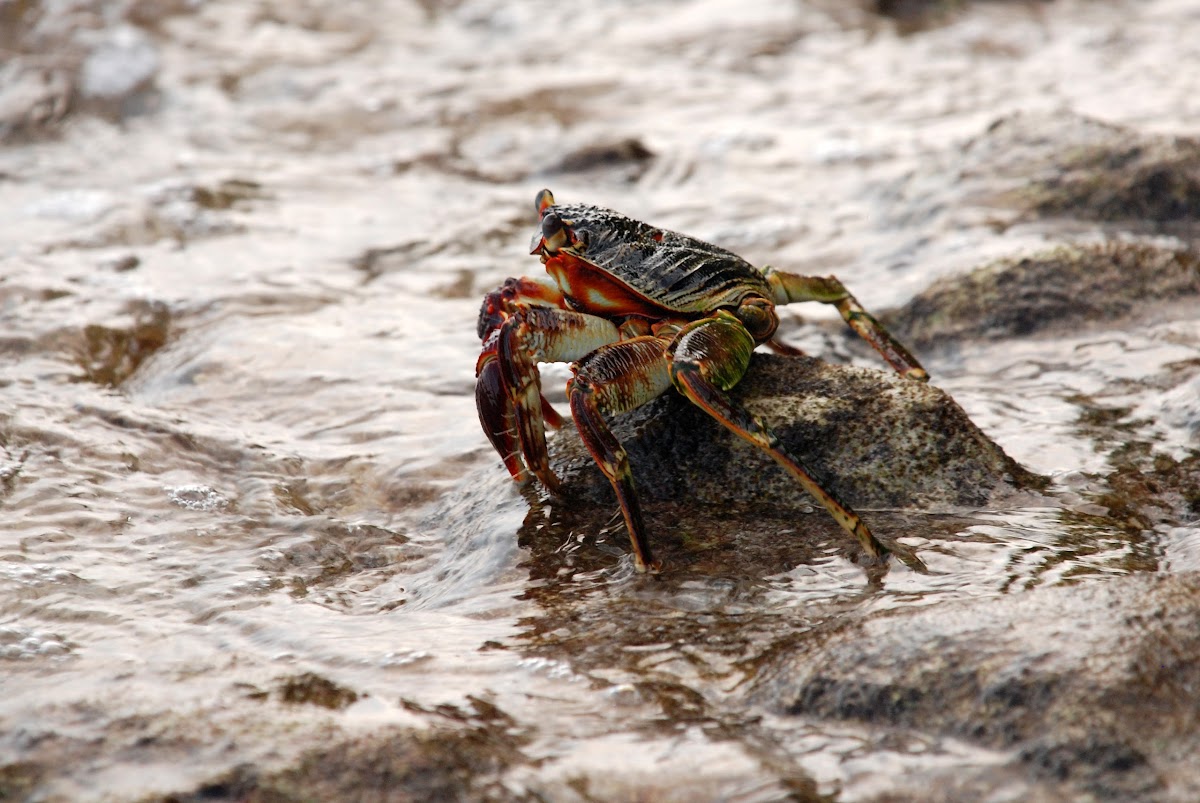 Grapsus albolineatus