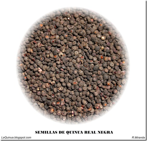 Semillas de Quinua Real Negra-Ruben Miranda_LaQuinua.blogspot.com