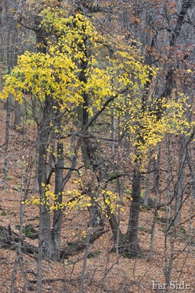Fall leaves near Wabasha