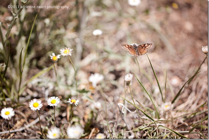 brown butterfly at Kaibab National Forest - photo by Adrienne Zwart