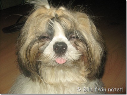 Tri-colored_Shih_Tzu_with_eyes_closed