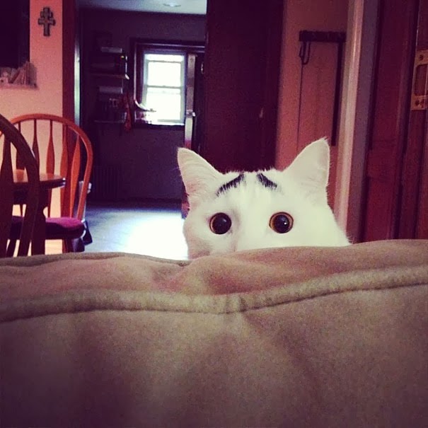 [gatos%2520con%2520manchas%2520cosasdivertidas%2520info%2520%25285%2529%255B2%255D.jpg]