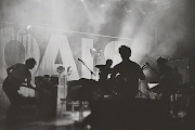 Foals