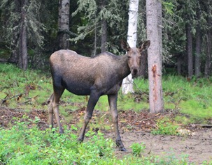 moose north of Delta Junction
