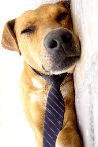 Cute_dog
