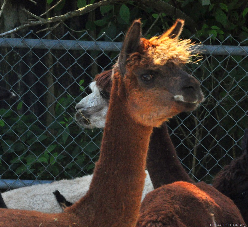 [DSC_0021%255B3%255D.jpg]