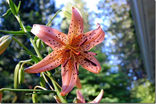 leopard lily