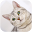 Cats Video Wallpapers Download on Windows