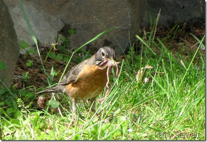Robin with worms