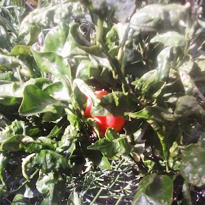 de tuin draagt vrucht IMG_20150112_143933.jpg