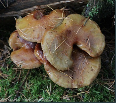 17 Brown Rollrim (Paxillus involutus)