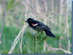 IMG_4347 Bronte Creek Provincial Park Red-winged Blackbird