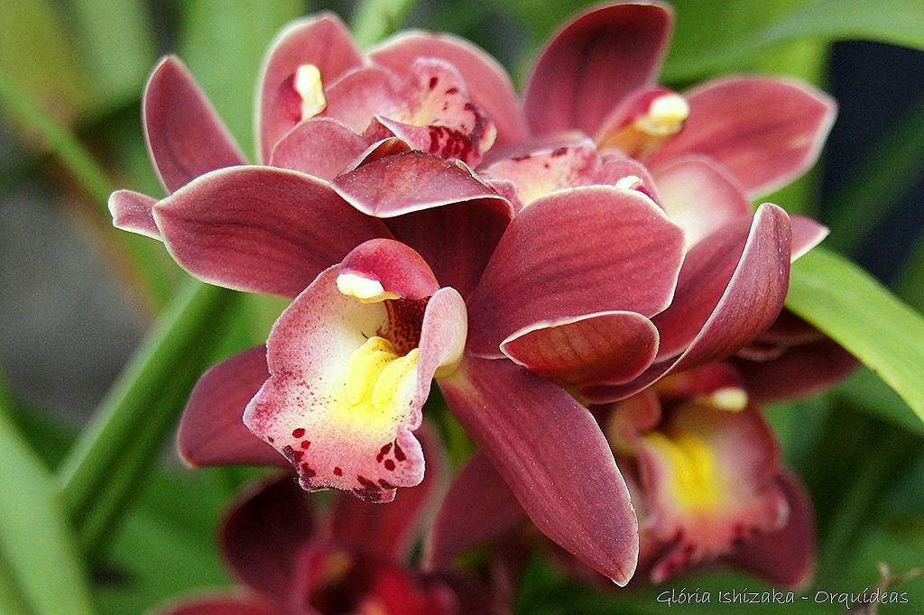 [Glria-Ishizaka---orquideas-259.jpg]