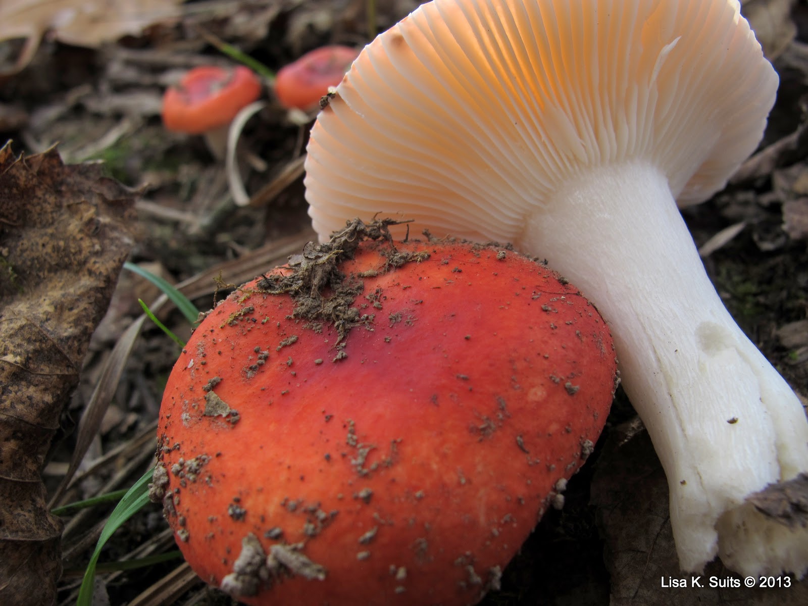 [Red%2520Russula%2520cap%2520and%2520gills%255B7%255D.jpg]