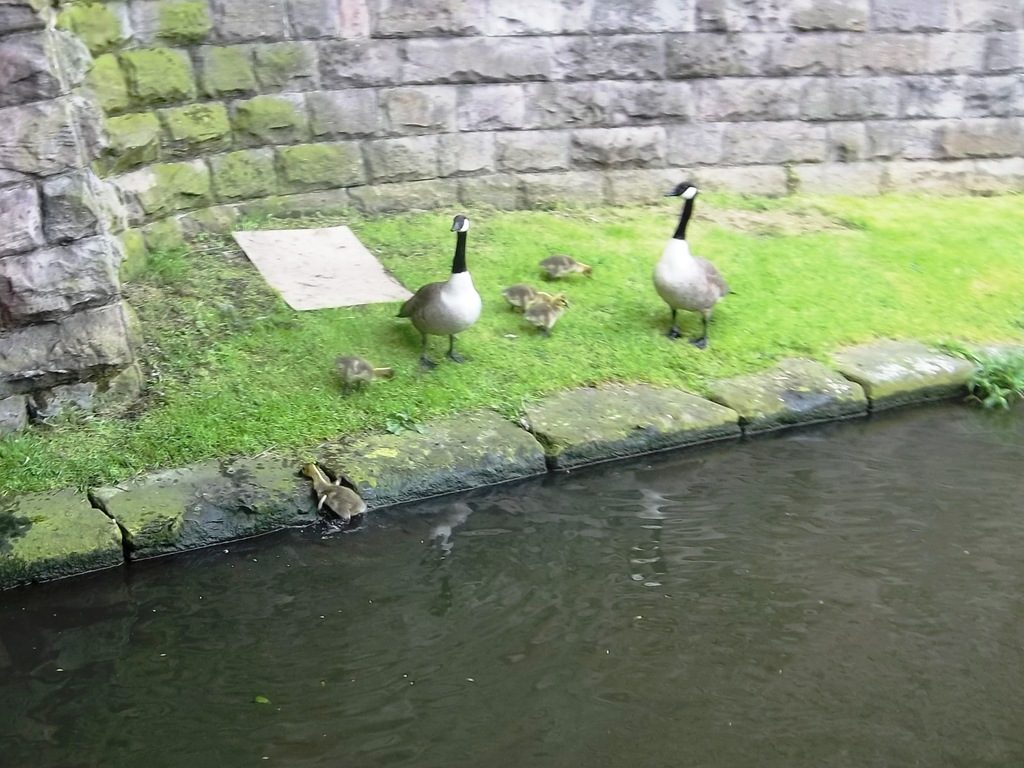 [009-1%2520%2520Family%2520of%2520Canada%2520Geese%255B2%255D.jpg]