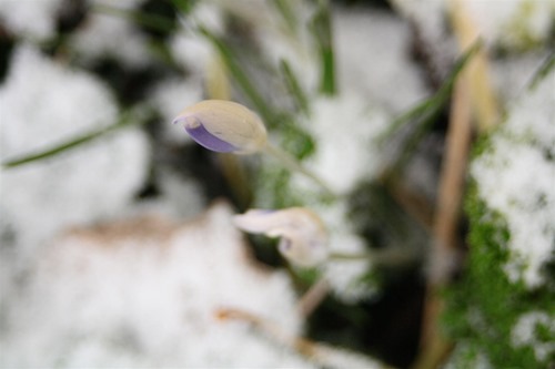 20110221 (4) (Large)