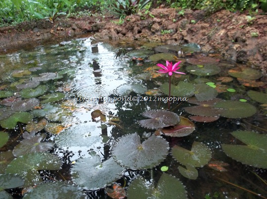 artificial pond lily fish
