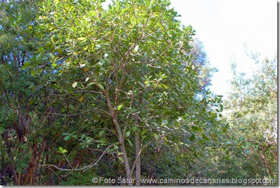 7752 La Laguna-Barranco del Laurel(Palo blanco) 7752 La Laguna-Barranco del Laurel(Palo blanco)