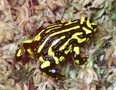 Sapo CorroboreeFrog Sapo CorroboreeFrog