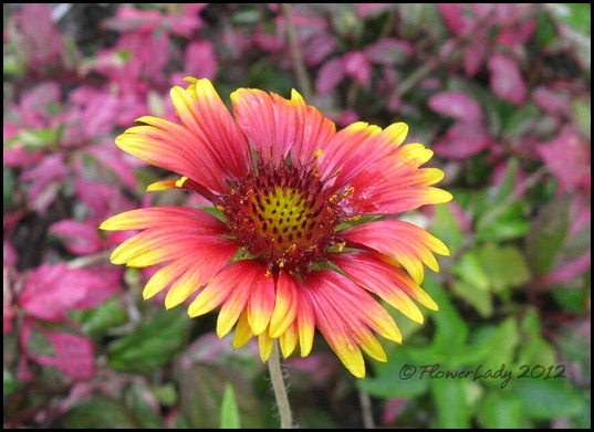 06-24-gaillardia