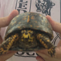 Eastern Box Turtle