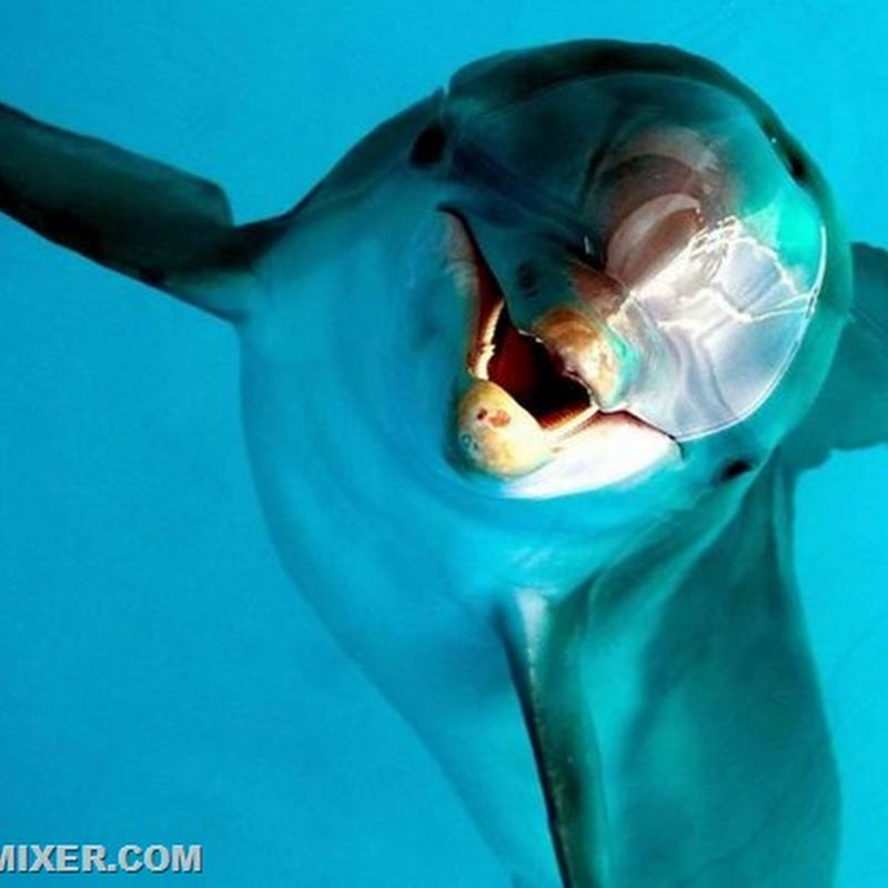 Дельфины пленных не берут…