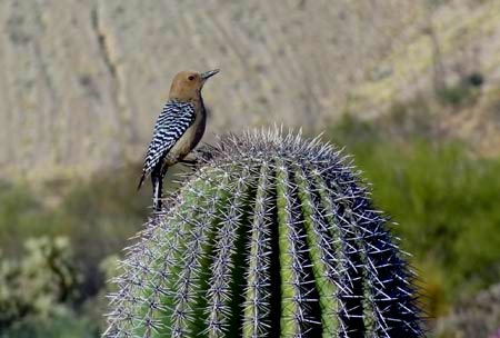 [bird-on-cactus3.jpg]