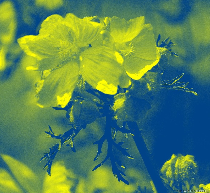 [DSC_00141%255B1%255D.jpg]