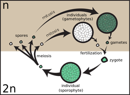 Zygotic meiosis occurs in | Botany Questions