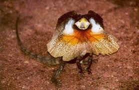 [Amazing%2520Animal%2520Pictures%2520Frill%2520Necked%2520Lizard%2520%25287%2529%255B3%255D.jpg]