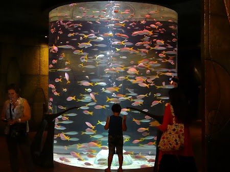  Acvariu Hotel Atlantis