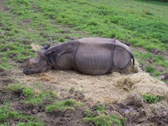 2007.08.09-001 rhinocéros indien