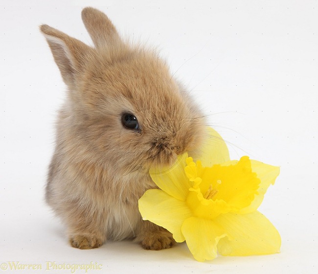 [conejos%2520con%2520flor%2520%25288%2529%255B2%255D.jpg]