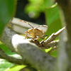 Leaf-footed Bug or Coreid Bug 