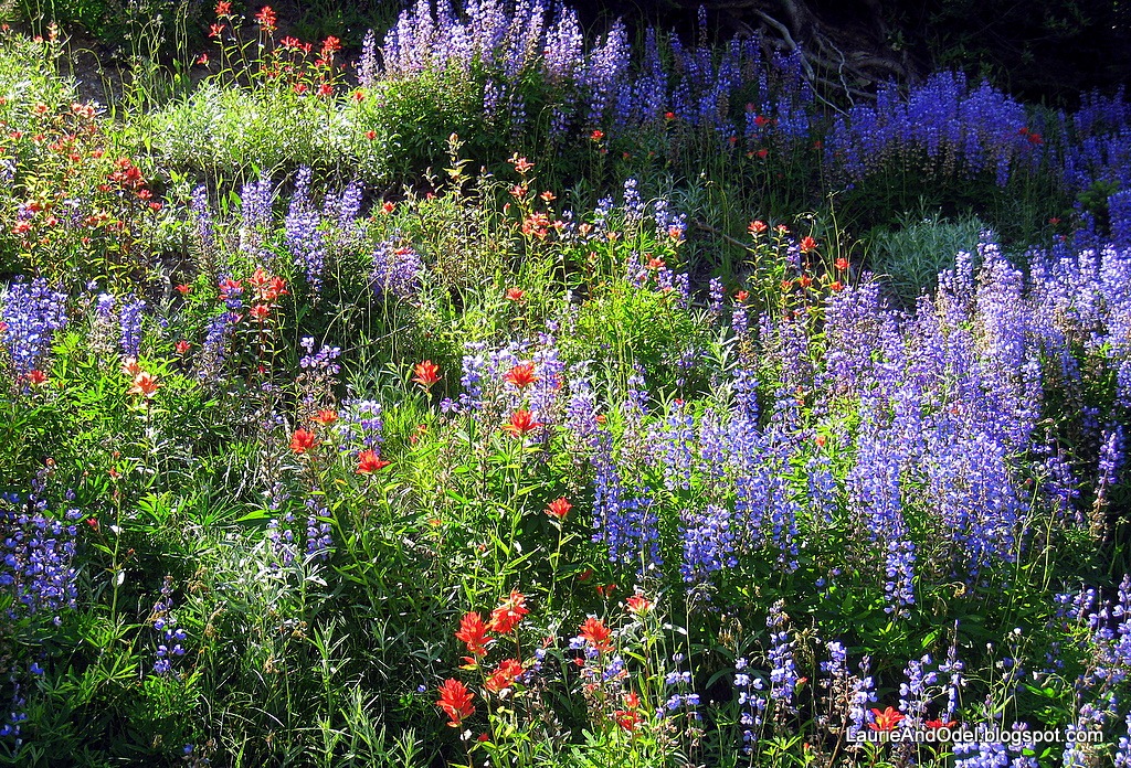 [Lupine-and-Indian-Paintbrush3.jpg]