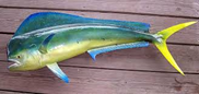 mahi mahi