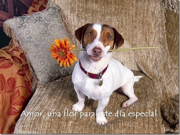 [perro%2520con%2520flor_thumb%255B3%255D.jpg]