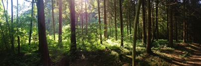 Panorama Wald