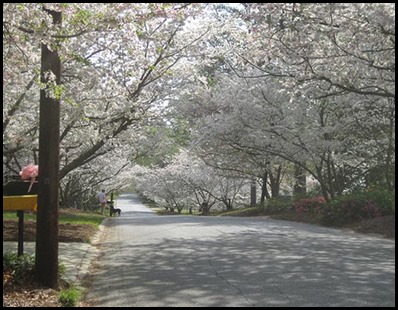 Macon Cherry Blossom Tree's
