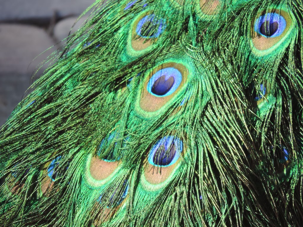 [peacock-feathers3.jpg]