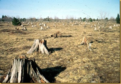 Stump field 2